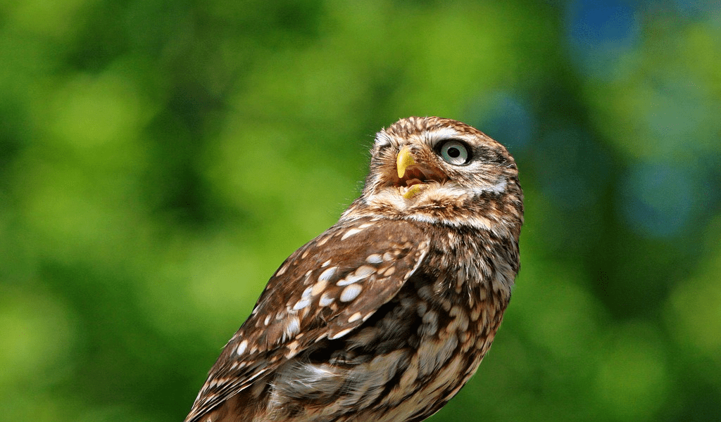 sapne me ullu dekhna